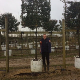 Quercus ilex Pleached on the barcham trees nursery