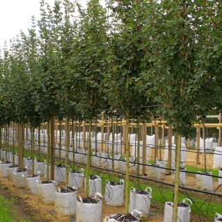 Acer campestre Elegant at barcham trees