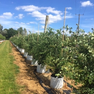 Crataegus monogyna multi stem at barcham trees