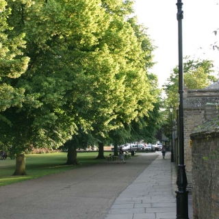 Mature avenue planting of Tilia x europaea