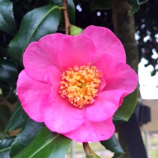 The beautiful flower of Camellia sasanqua Cleopatra