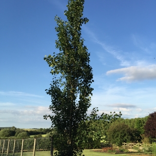 mature Populus tremula Erecta