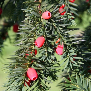 The fruit on Taxus baccata in detail