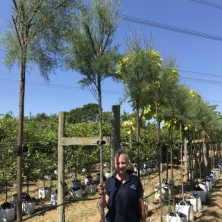 12/14cm girth Tamarix gallica on Barcham Trees nursery to scale