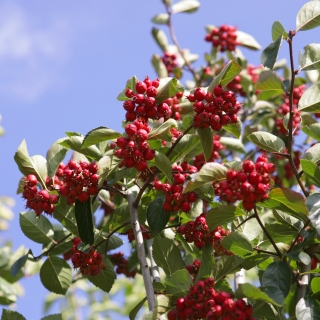 the re berries of   Crataegus x prunifolia Splendens