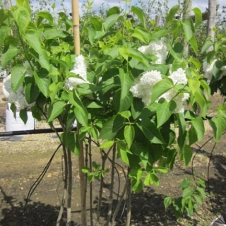 single specimen of Syringa vulgaris Alice Harding