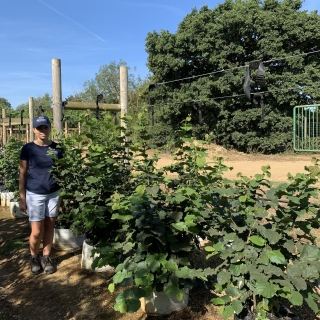 Corylus avellana multi-stem