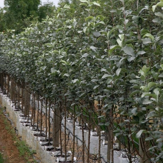 Row of Sorbus aria Lutescens on Barcham Trees nursery