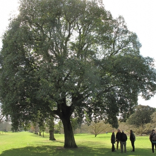 Mature Quercus x turnerii Pseudoturneri