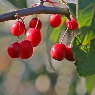 the bright red berries of Malus Donald Wyman