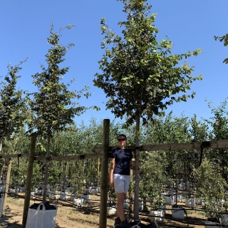 Parrotia persica Vanessa