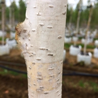 The white bark of Betula utilis Jacquemontii Snow Quee