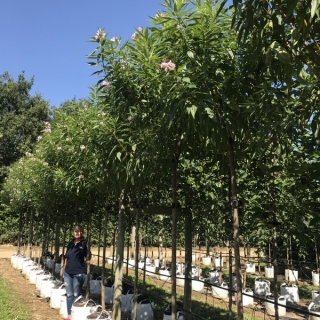 Chitalpa x tashkentensis Summer Bells on the barcham nursery