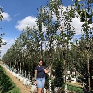 Sorbus Aria Majestica