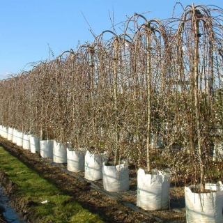 Salix caprea Pendula in the winter
