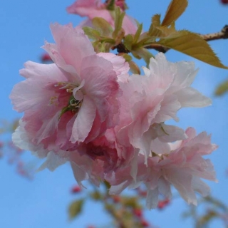 The flower in detail of Prunus Pink Perfection