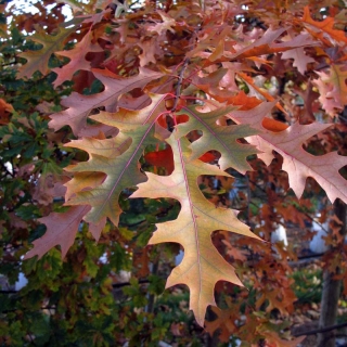 autumn foliage of Quercus palustris