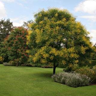 Mature speimen of  Koelreuteria paniculata