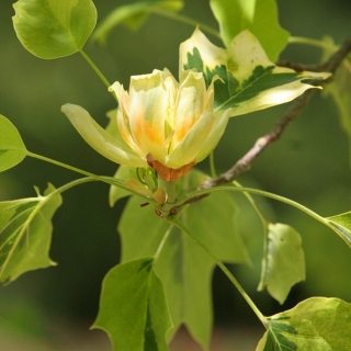 Liriodendron tulipifera Aureomarginatum flower