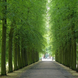 Tilia cordata avenue in summer