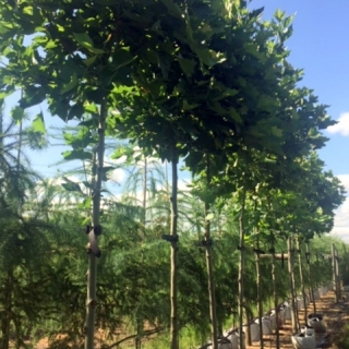 Platanus hispanica Alphens Globe at barcham trees