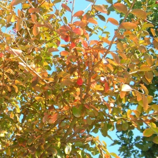 the start of autum colour Lagerstroemia indica Roseaof