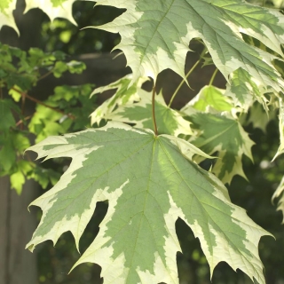 Foliage of Acer platanoides Drummondii