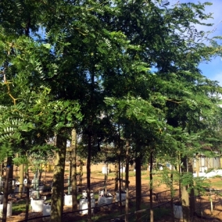 Gleditsia triancanthos inermis at barcham trees