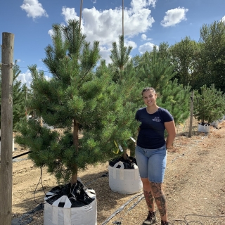 Pinus sylvestris