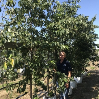 Halesia monticola at Barcham trees