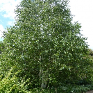 Mature specimen of Betula utilis Jacquemontii