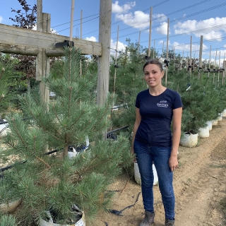 Pinus sylvestris