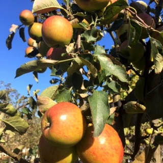 the juicy apples of Malus Jonagold