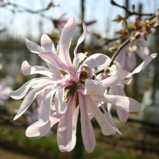 single flower of Magnolia loebneri Leonard Messel