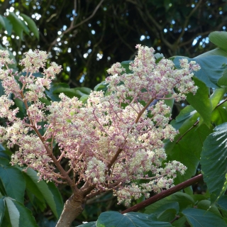 The unusual flower of Aralia elata