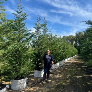 Cupressocyparis leylandii