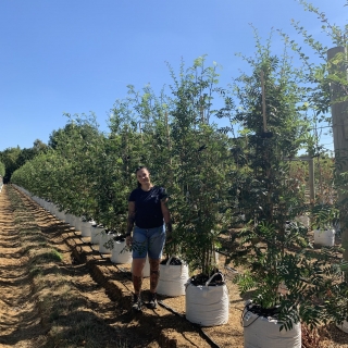 Sorbus aucuparia multi stem