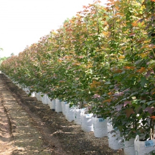 row of feathered Liquidambar styraciflua Acalycina