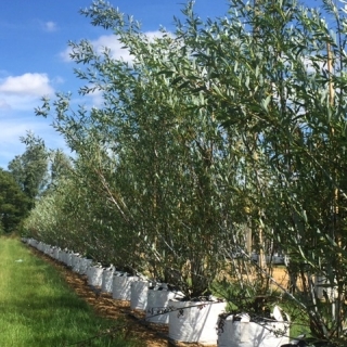 Salix daphnoides multi-stem at barcham trees