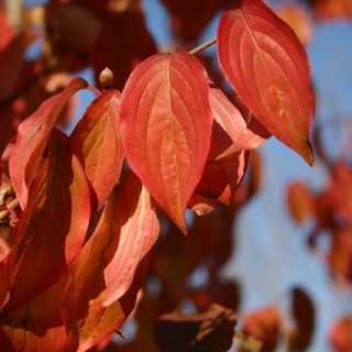 Cornus mas autumn foliage