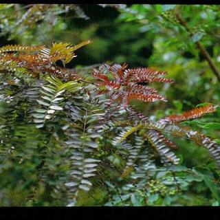 foliage of Gleditsia triacanthos Ruby Lace