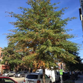 Quercus phellos in a street setting