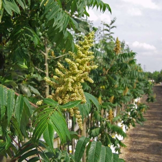 the flowers of Rhus typhina