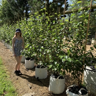 Betula albosinensis Fascination multi-stem