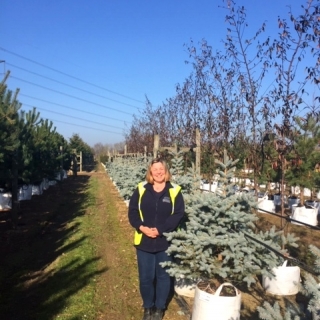 Picea pungens Blue Diamond at Barcham Trees