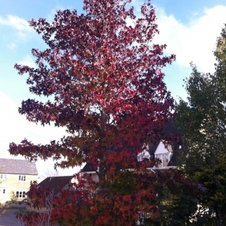 mature Liquidambar styraciflua Worplesdon in autumn