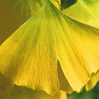 The fan shape leaf of Ginkgo biloba in autumn