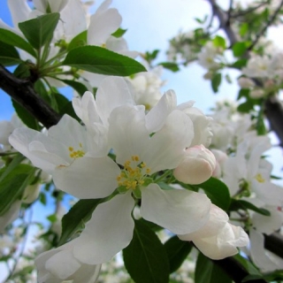 the flower of Malus John Downie in detail