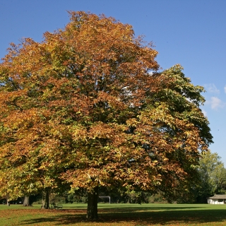 Mature Aesculus hippocastanum in autumn