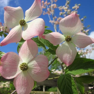 stunning pink flower of Cornus kousa Stella Pink